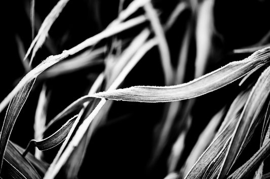 HOW PHOTOGRAPHING NATURE CULTIVATES MINDFULNESS