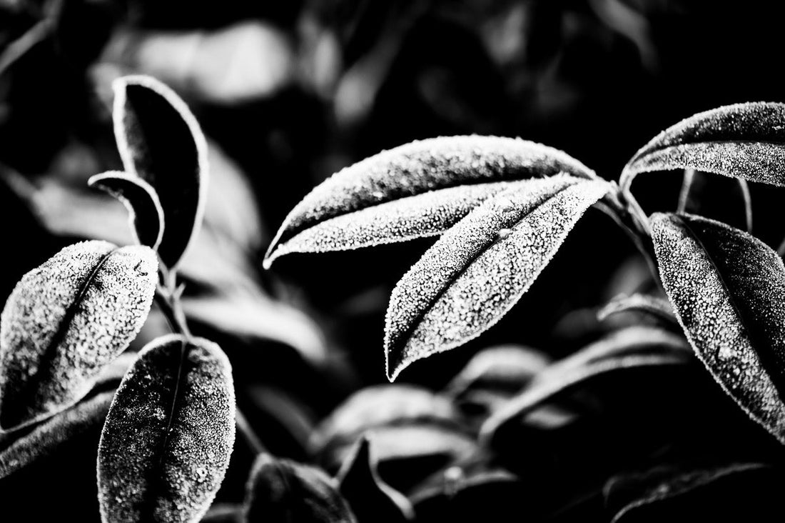 SHIBUI IN LIFE - SIMPLICITY AND HOW LESS IS MORE