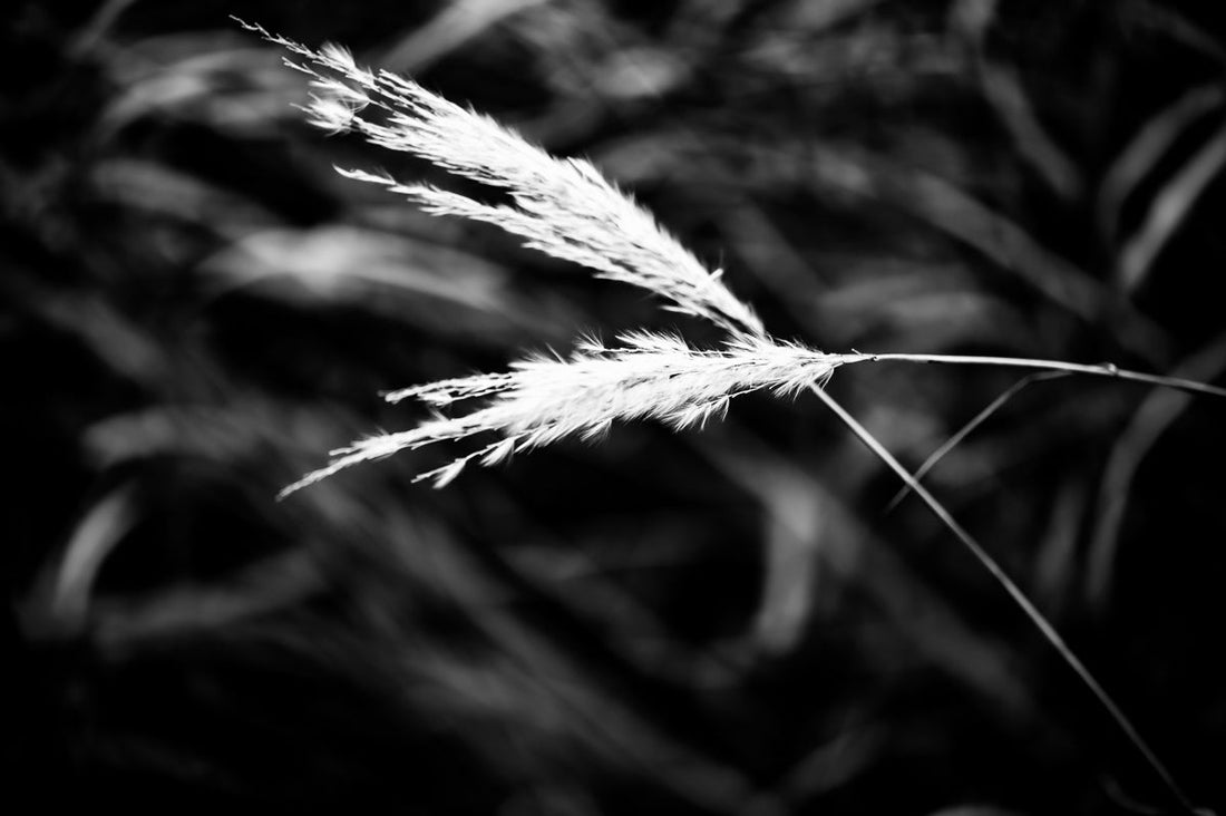 THE ROLE OF SEASONAL CHANGES IN NATURE FOR OUR WELL-BEING