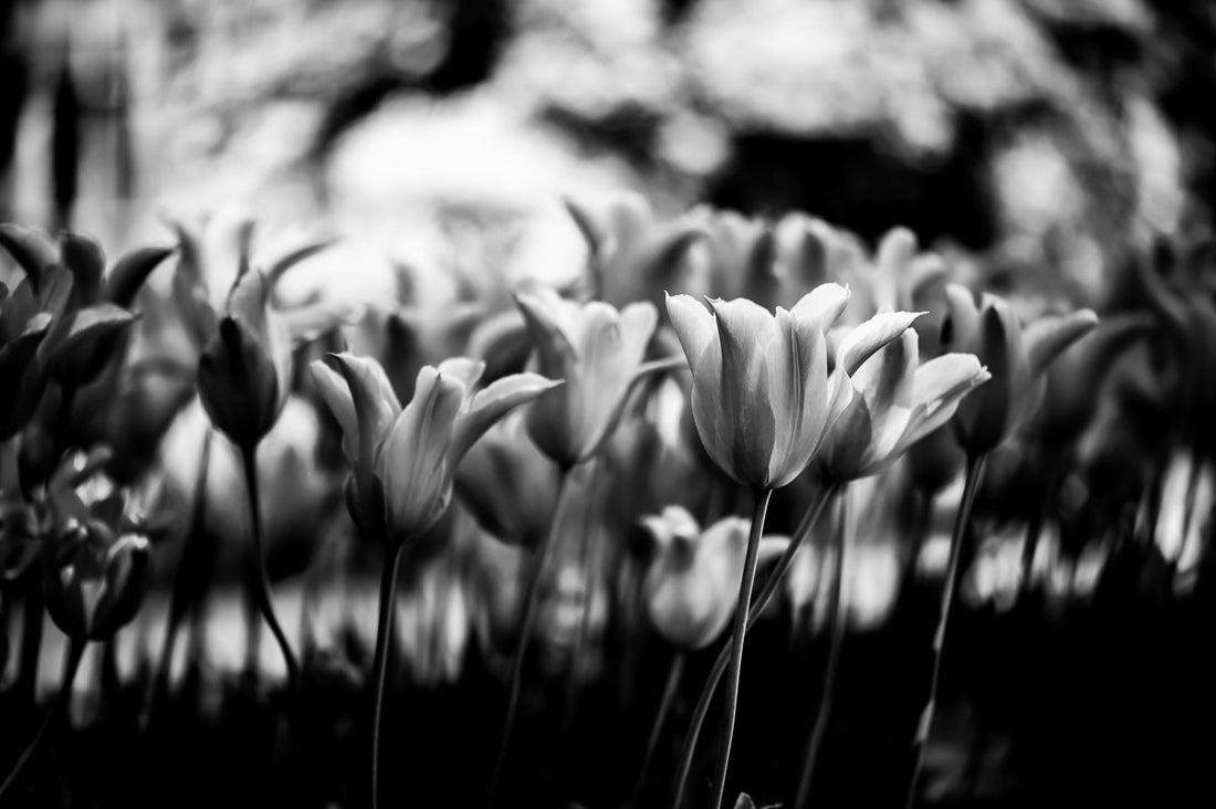 CREATING A ZEN SPACE WITH NATURE