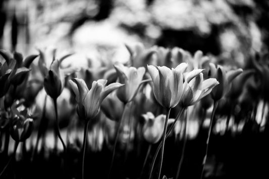 CREATING A ZEN SPACE WITH NATURE