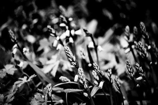 NATURE ABSTRACT ART - PERFECT FOR CULTIVATING SERENITY