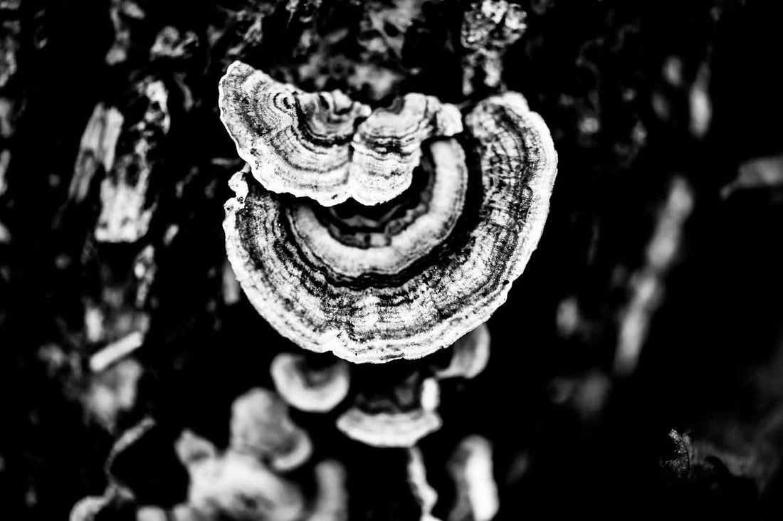 CREATING PLACES THAT BREATHE