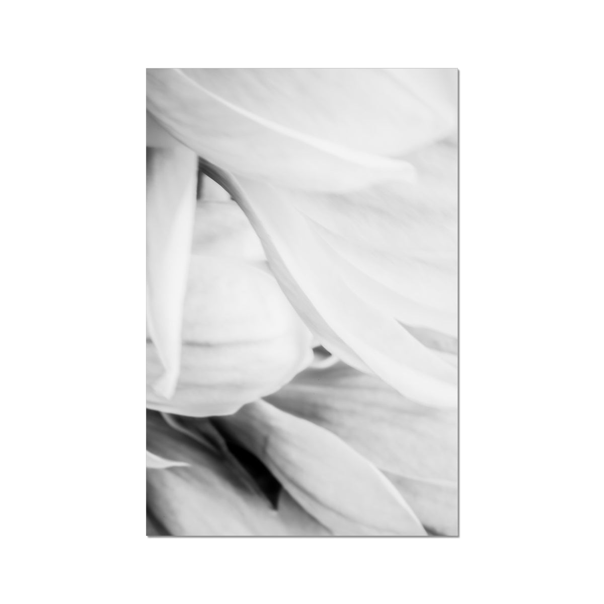 MAGNOLIA four | Modern Nature Abstract Print