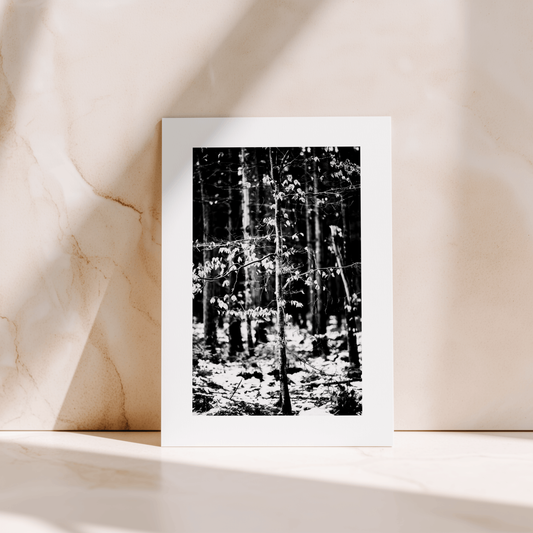 STILLS TWO | Seven cards from Seeker of Stillness (2nd Edition)