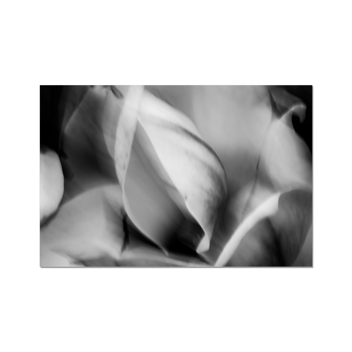 MAGNOLIA six | Modern Nature Abstract Print