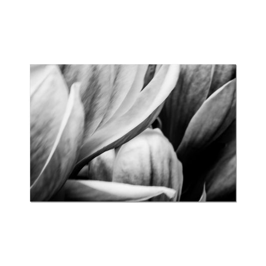 MAGNOLIA three | Modern Nature Abstract Print